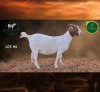 1 X BOER GOAT STUD PREGNANT DOE Aegagrus Boerbok stoet