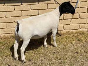 1x DORPER OOI/EWE LeRoy Phillips Dorpers TYPE 5