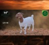 1 X BOER GOAT STUD DOE Aegagrus Boerbok stoet