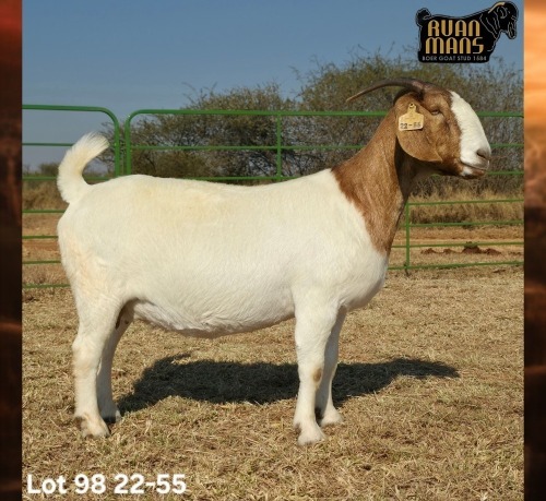 1 X BOER GOAT STUD PREGNANT DOE Ruan Mans