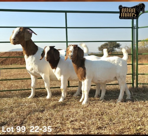 1 X BOER GOAT STUD PREGNANT DOE Ruan Mans