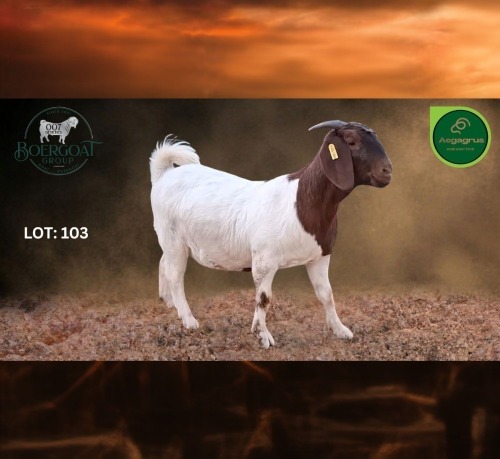 1 X BOER GOAT FLOCK ON COLOUR PREGNANT DOE Aegagrus Boerbok stoet