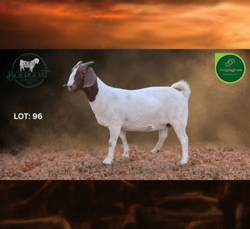 1 X BOER GOAT STUD DOE Aegagrus Boerbok stoet