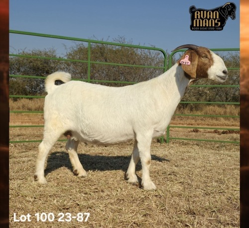 1 X BOER GOAT FLOCK ON TEAT PREGNANT DOE Ruan Mans