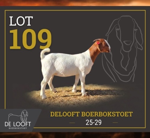 1 X BOER GOAT FLOCK PREGNANT DOE Delooft Boerbokstoet 1865