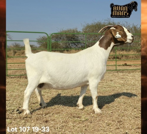 1 X BOER GOAT FLOCK PREGNANT DOE Ruan Mans
