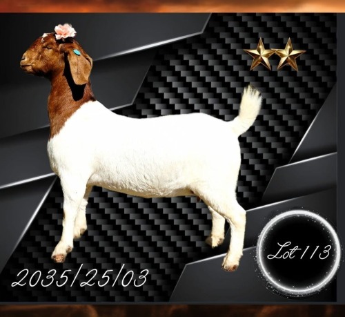 1 X BOER GOAT STUD PREGNANT DOE Aries Boerbokstoet
