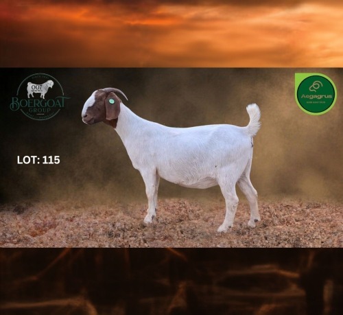 1 X BOER GOAT FLOCK PREGNANT DOE Aegagrus Boerbok stoet