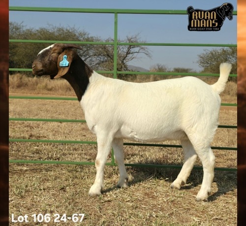 1 X BOER GOAT FLOCK DOE Ruan Mans