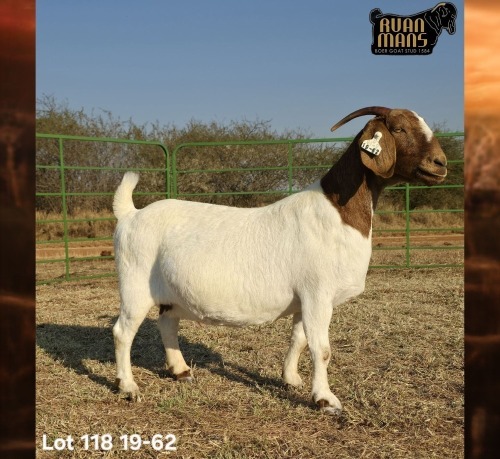 1 X BOER GOAT FLOCK PREGNANT DOE Ruan Mans