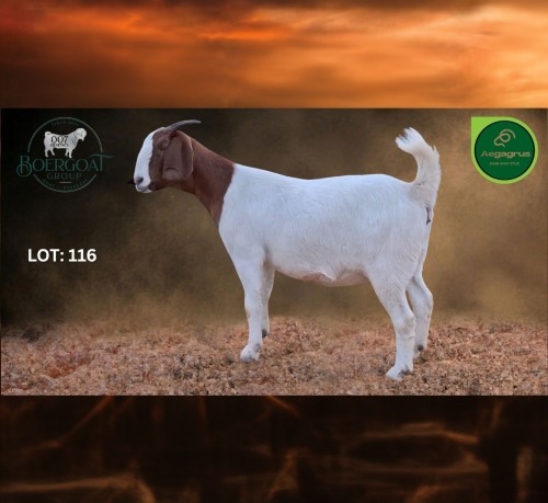 1 X BOER GOAT FLOCK PREGNANT DOE Aegagrus Boerbok stoet