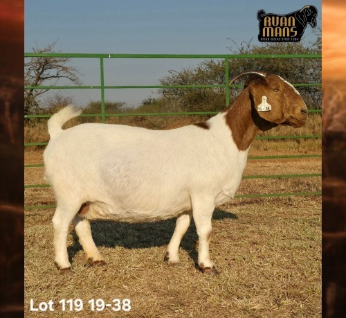 1 X BOER GOAT FLOCK PREGNANT DOE Ruan Mans