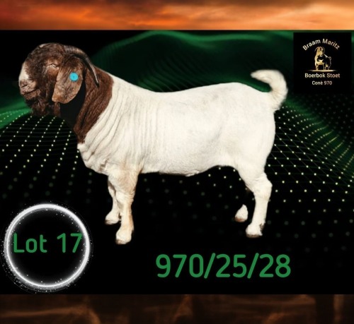 1 X BOER GOAT STUD BUCK Braam Maritz - Con&eacute; Boerbokstoet