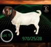 1 X BOER GOAT STUD BUCK Braam Maritz - Con&eacute; Boerbokstoet