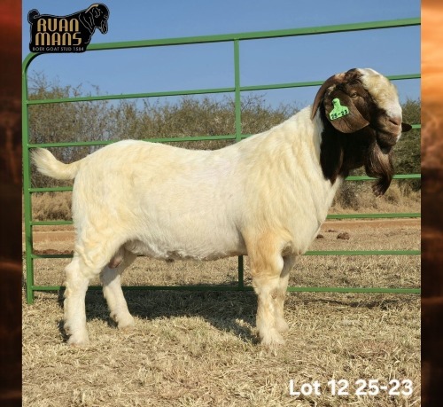 1 X BOER GOAT STUD BUCK Ruan Mans