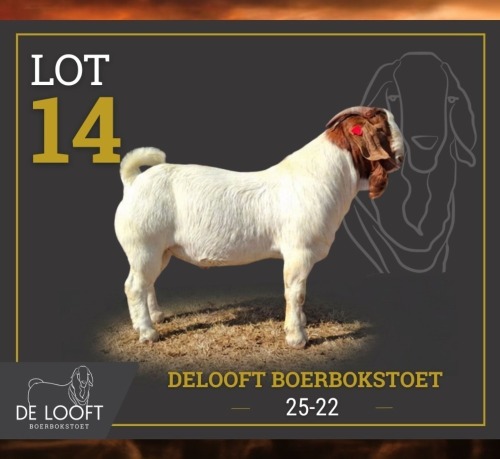 1 X BOER GOAT STUD BUCK Delooft Boerbokstoet 1865