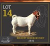 1 X BOER GOAT STUD BUCK Delooft Boerbokstoet 1865