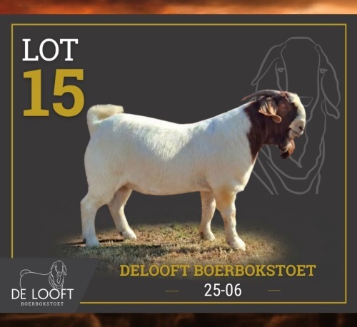 1 X BOER GOAT FLOCK BUCK Delooft Boerbokstoet 1865