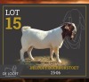 1 X BOER GOAT FLOCK BUCK Delooft Boerbokstoet 1865