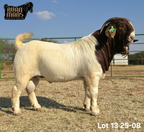 1 X BOER GOAT FLOCK ON COLOUR BUCK Ruan Mans