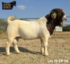 1 X BOER GOAT FLOCK ON COLOUR BUCK Ruan Mans