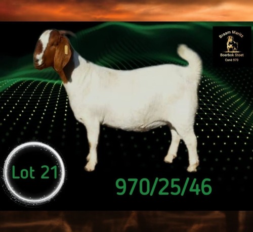 1 X BOER GOAT STUD PREGNANT DOE Braam Maritz - Con&eacute; Boerbokstoet