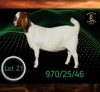 1 X BOER GOAT STUD PREGNANT DOE Braam Maritz - Con&eacute; Boerbokstoet