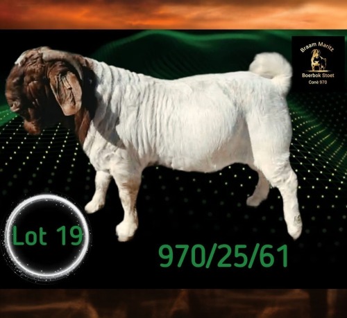 1 X BOER GOAT STUD BUCK Braam Maritz - Con&eacute; Boerbokstoet