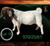1 X BOER GOAT STUD BUCK Braam Maritz - Con&eacute; Boerbokstoet