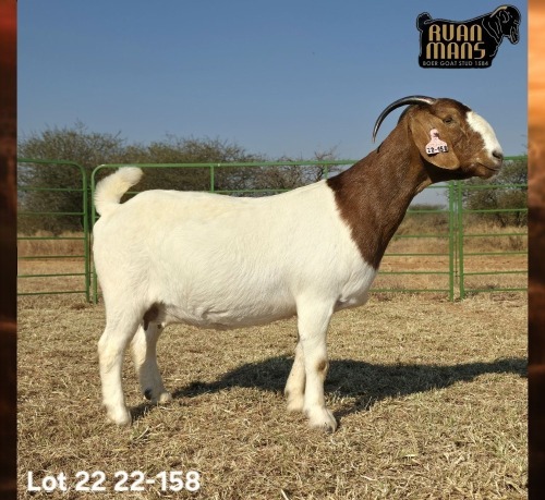 1 X BOER GOAT STUD PREGNANT DOE Ruan Mans