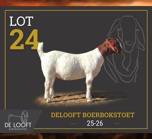1 X BOER GOAT STUD PREGNANT DOE Delooft Boerbokstoet 1865