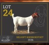 1 X BOER GOAT STUD PREGNANT DOE Delooft Boerbokstoet 1865
