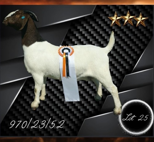 1 X BOER GOAT STUD PREGNANT DOE Aries Boerbokstoet