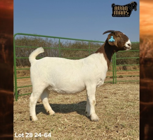 1 X BOER GOAT FLOCK PREGNANT DOE Ruan Mans