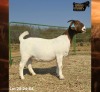 1 X BOER GOAT FLOCK PREGNANT DOE Ruan Mans