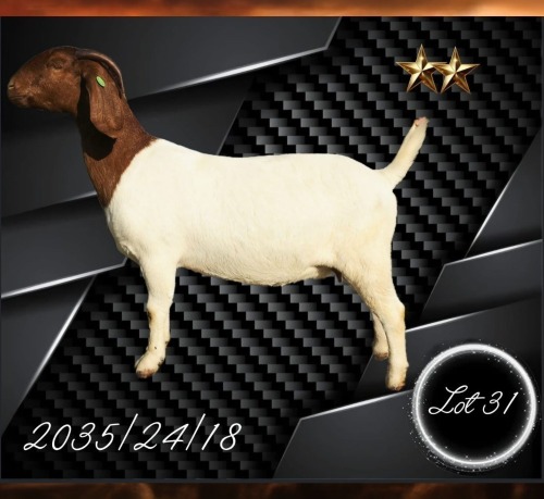 1 X BOER GOAT FLOCK PREGNANT DOE Aries Boerbokstoet