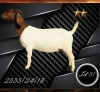 1 X BOER GOAT FLOCK PREGNANT DOE Aries Boerbokstoet