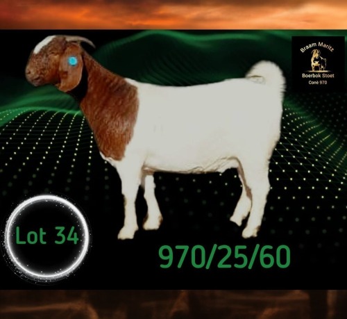 1 X BOER GOAT STUD PREGNANT DOE Braam Maritz - Con&eacute; Boerbokstoet