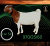 1 X BOER GOAT STUD PREGNANT DOE Braam Maritz - Con&eacute; Boerbokstoet