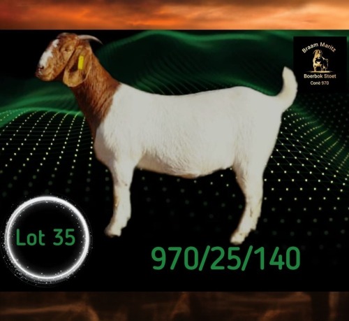 1 X BOER GOAT STUD PREGNANT DOE Braam Maritz - Con&eacute; Boerbokstoet