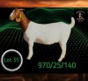 1 X BOER GOAT STUD PREGNANT DOE Braam Maritz - Con&eacute; Boerbokstoet