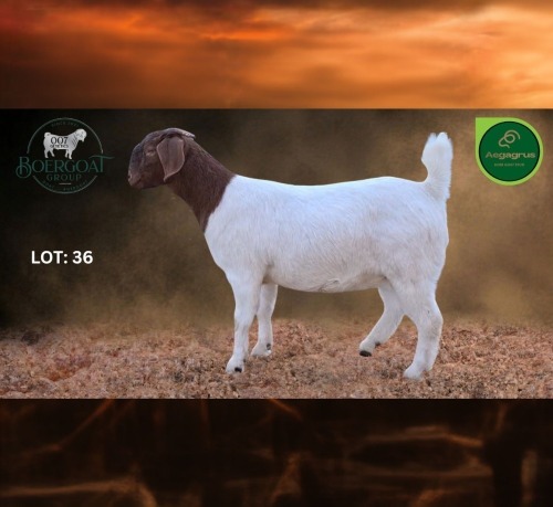 1 X BOER GOAT STUD DOE Aegagrus Boerbok stoet