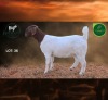 1 X BOER GOAT STUD DOE Aegagrus Boerbok stoet