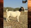 1 X BOER GOAT STUD PREGNANT DOE Ruan Mans