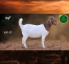 1 X BOER GOAT STUD PREGNANT DOE Aegagrus Boerbok stoet