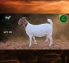 1 X BOER GOAT STUD DOE Aegagrus Boerbok stoet