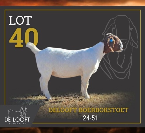 1 X BOER GOAT STUD PREGNANT DOE Delooft Boerbokstoet 1865