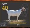 1 X BOER GOAT STUD PREGNANT DOE Delooft Boerbokstoet 1865