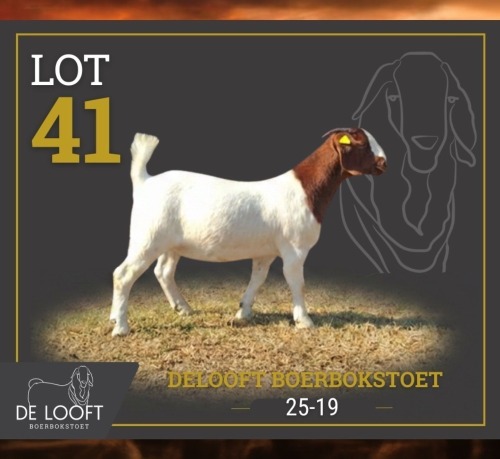1 X BOER GOAT STUD PREGNANT DOE Delooft Boerbokstoet 1865