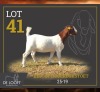 1 X BOER GOAT STUD PREGNANT DOE Delooft Boerbokstoet 1865